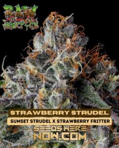 Strawberry Strudel (regular) - Raw Genetics