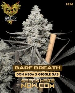 Barf Breath (Feminized) - Solfire Gardens