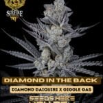 Diamond In The Back (Feminized) - Solfire Gardens