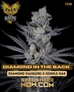 Diamond in the back (feminized) - solfire gardens