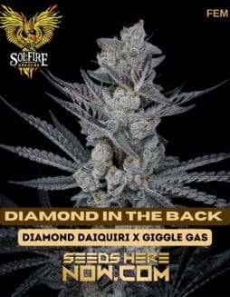 Solfire Gardens - Diamond In The Back {FEM}Solfire Gardens - Diamond in the Back {fem}