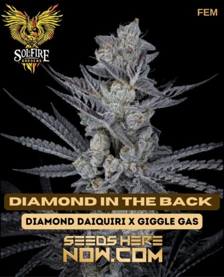 Diamond In The Back (Feminized) (space) Solfire Gardens