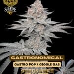 Gastronomical (Feminized) - Solfire Gardens