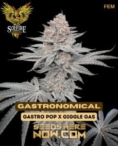 Gastronomical (Feminized) (space) Solfire Gardens