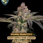 Pure Runtzy (Feminized) - T.H. Seeds