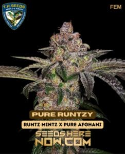 Pure Runtzy (feminized) - T.h. Seeds