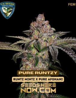 T.H. Seeds - Pure Runtzy {FEM}T.H. Seeds - Pure Runtzy {FEM}