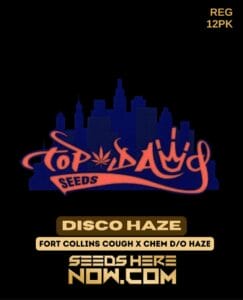 Disco Haze (regular) - Top Dawg Seeds