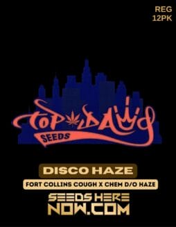 Top Dawg Seeds - Disco Haze {REG} [12pk]Top Dawg Seeds - Disco Haze REG 12pk