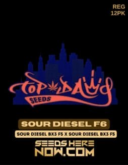 Top Dawg Seeds - Sour Diesel F6 {REG} [12pk]Top Dawg Seeds - Sour Diesel F6 {REG} [12pk]