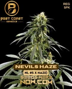 Nevils Haze (regular) - Best Coast Genetics