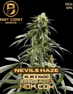 Best Coast Genetics – Nevils Haze {REG} [5pk]Best Coast Genetics – Nevils Haze {REG} [5pk]