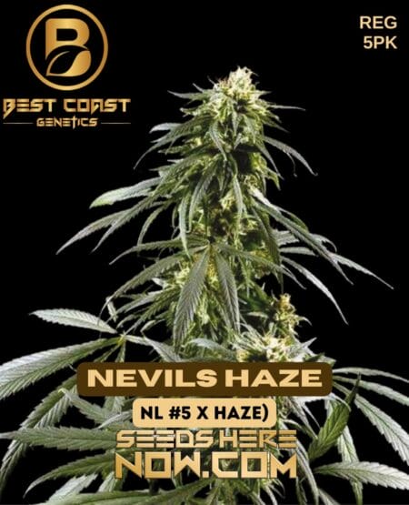 Best Coast Genetics – Nevils Haze {reg} [5pk]