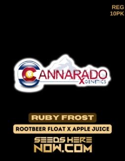 Ruby Frost (Regular) - Cannarado GeneticsRuby Frost (Regular) - Cannarado Genetics