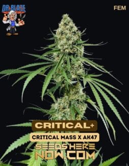 Dr. Blaze - Critical+ {FEM}Dr. Blaze - Critical+ {fem}