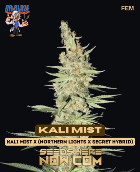Kali Mist S1 (feminized) - Dr. Blaze