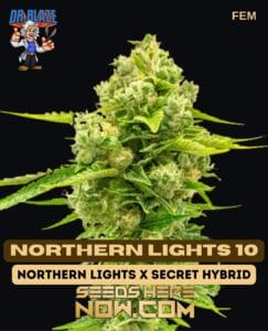 Northern Lights 10 S1 (feminized) - Dr. Blaze