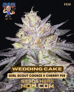 Wedding Cake S1 (feminized) - Dr. Blaze