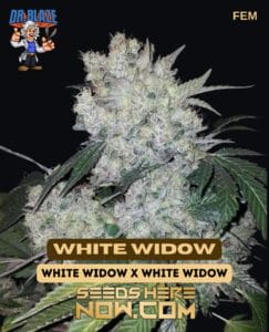 White Widow S1 (feminized) - Dr. Blaze