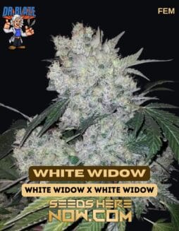 Dr. Blaze - White Widow {FEM}Dr. Blaze - White Widow {fem}