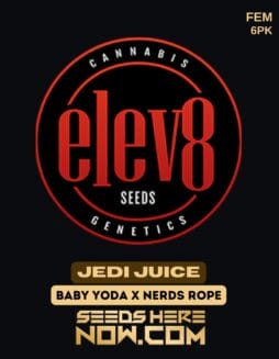 Elev8 Seeds - Jedi Juice {FEM} [6pk]Elev8 Seeds - Jedi Juice {fem} [6pk]