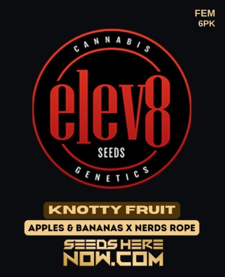 Elev8 Seeds - Knotty Fruit {fem} [6pk]