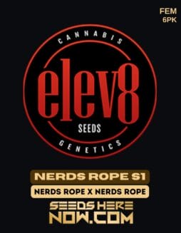 Elev8 Seeds - Nerds Rope S1 {FEM} [6pk]Elev8 Seeds - Nerds Rope S1 {FEM} [6pk]