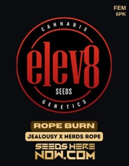 Elev8 Seeds - Rope Burn {FEM} [6pk]Elev8 Seeds - Rope Burn {fem} [6pk]