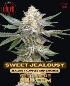 Sweet Jealousy (feminized) - Elev8 Seeds