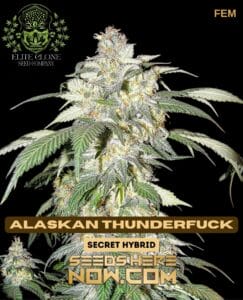Alaskan Thunderfuck S1 (feminized) - Elite Clone Seed Company