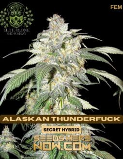 Alaskan Thunderfuck S1 (Feminized) - Elite Clone Seed CompanyAlaskan Thunderfuck S1 (Feminized) - Elite Clone Seed Company