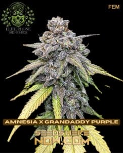 Amnesia X Grandaddy Purple (feminized) - Elite Clone Seed Company