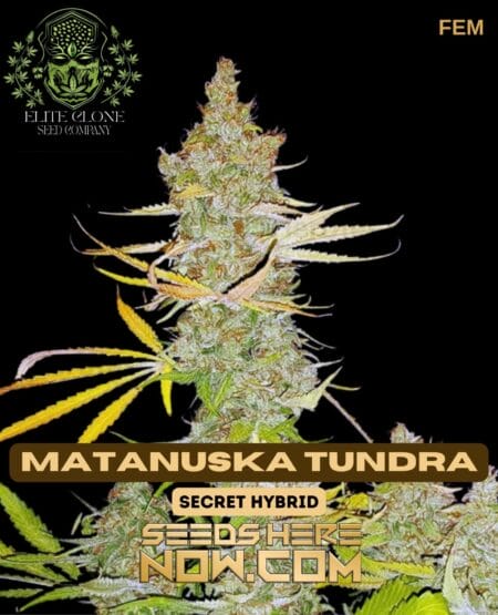 Elite Clone Seed Company - Matanuska Tundra {fem}