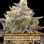 Bubble Gummy (Autoflower) - Ethos Genetics