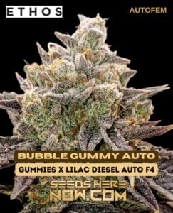 Bubble Gummy Auto (autoflower) - Ethos Genetics