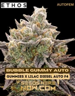 Ethos Genetics - Bubble Gummy Auto {AUTOFEM}Ethos Genetics - Bubble Gummy Auto {autofem}