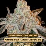 Johnny Dang R1 (Feminized) - Ethos Genetics
