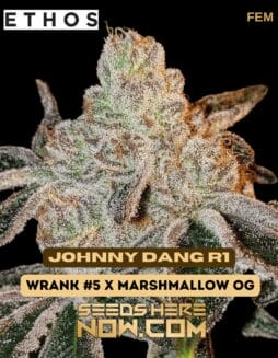 Johnny Dang R1 (Feminized) - Ethos GeneticsJohnny Dang R1 (Feminized) - Ethos Genetics