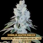 Voilà Auto RBX5 (Autoflower) - Ethos Genetics