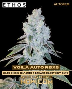 Voilà Auto RBX5 (Autoflower) - Ethos Genetics