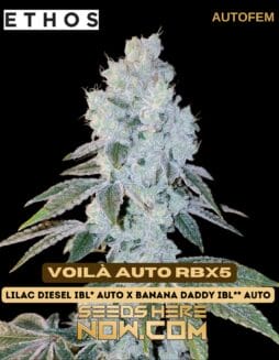 Ethos Genetics - Voilà Auto RBx5 {AUTOFEM}Ethos Genetics - Voilà Auto RBx5 {AUTOFEM}