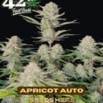 Apricot (Autoflower) - Fast Buds