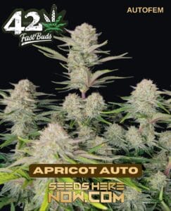 Apricot (Autoflower) - Fast Buds