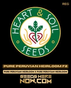 Pure Peruvian Heirloom F2 (regular) - Heart & Soil Seeds