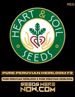 Heart & Soil Seeds - Pure Peruvian Heirloom F2 {REG}Heart & Soil Seeds - Pure Peruvian Heirloom F2 {reg}