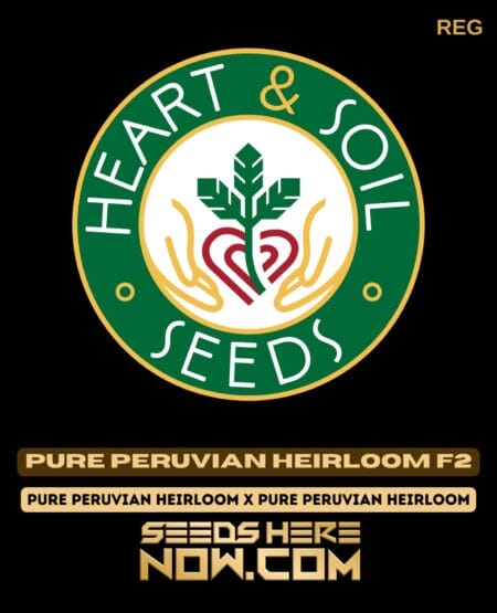 Heart & Soil Seeds - Pure Peruvian Heirloom F2 {reg}