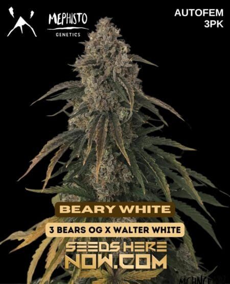 Mephisto Genetics - Beary White {autofem} [3pk]