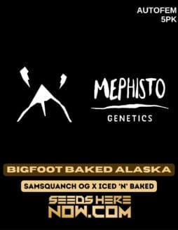 Mephisto Genetics - Bigfoot Baked Alaska {AUTOFEM} [5pk]Mephisto Genetics - Bigfoot Baked Alaska {AUTOFEM} [5pk]