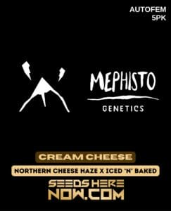 Cream Cheese (Autoflower) (space) Mephisto Genetics