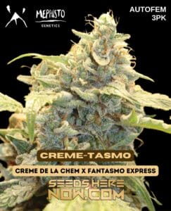 Creme -tasmo (autoflower) - mephisto genetics